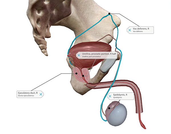 Where to find prostate